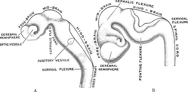 人类大脑的发展 古代插图背景图片