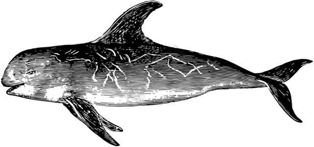 陈年插图雕刻鲸鱼白色绘画艺术黑色背景图片