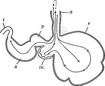 古董插图食管反刍动物大腹便便瘤胃奶牛多层背景图片