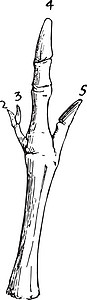 古代插图黑色艺术袋鼠绘画雕刻骨头白色脚趾背景图片