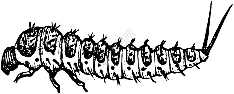 诺提勒斯真菌甲虫插图插画