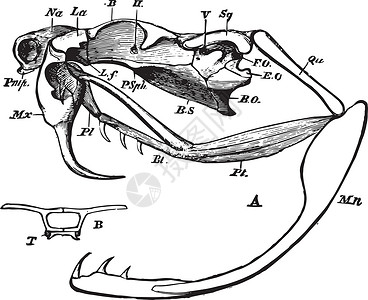 古典插图爬虫解剖学骨头绘画雕刻艺术白色颅骨标签黑色背景图片