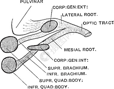视神经复古插图的根源高清图片