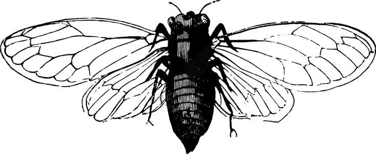 蝉复古插图绘画昆虫黑色艺术白色半翅目雕刻插画