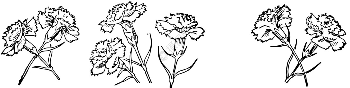 七叶树科植物七朵花复古插画艺术雕刻白色黑色插图绘画数数团体插画