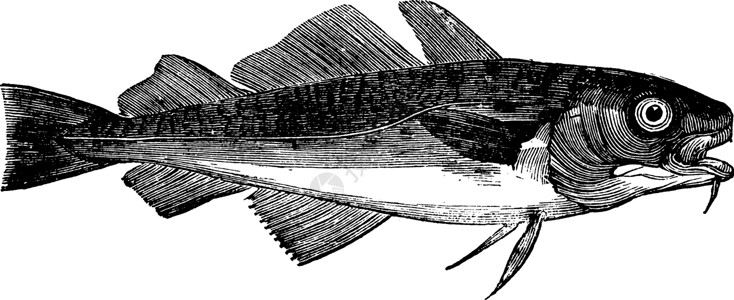 常见鳕鱼 古董插图背景图片