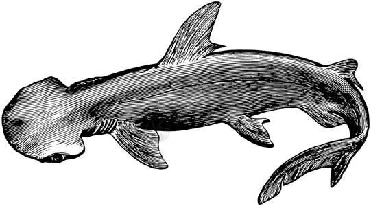 Bonnethead 鲨鱼 古董插图背景图片