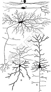 神经细胞体多样性 老式插图;以及插画
