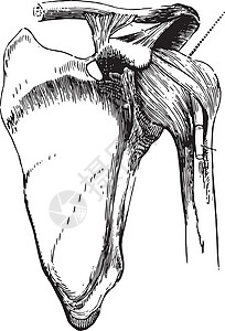 肩膀加一些衬垫 古董插图背景图片
