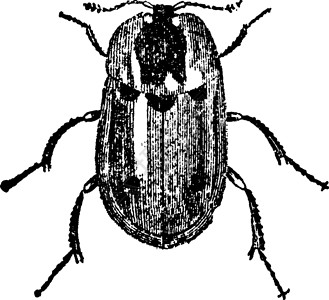 陈年插图雕刻黑色艺术蜗牛绘画白色甲虫背景图片