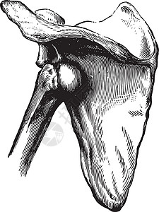 肱骨复古插图的棘下脱位背景图片