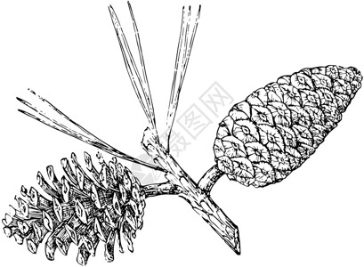 奇瓦瓦州松树古迹插图的松果骨插画
