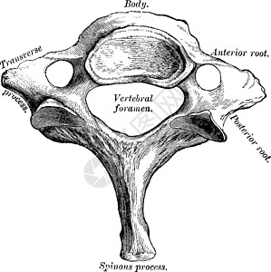 第七颈椎复古图背景图片