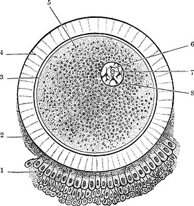 Ovum 古董插图背景图片