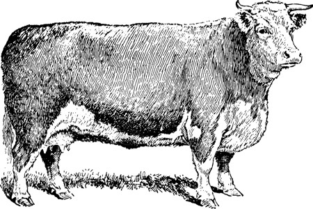 牛肉牛复古插图图片