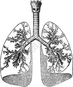 肺和气管复古图背景图片