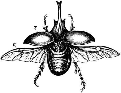 热带甲虫半人马甲虫复古图插画