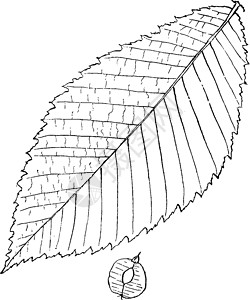 榆属榆树复古插画插图雕刻树叶黑色白色绘画艺术叶子背景图片