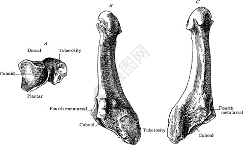 第五跖骨复古插图背景图片