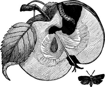 蠕虫苹果复古插画插图白色雕刻绘画艺术黑色黄色水果背景图片