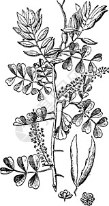 罗格伍德复古插画插图雕刻白色黑色绘画花朵种子艺术高清图片