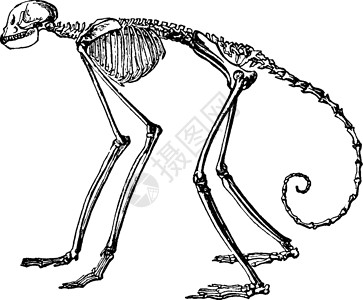 猴子骨骼 古董插图背景图片