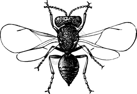 女性果蝇 古董插图背景图片