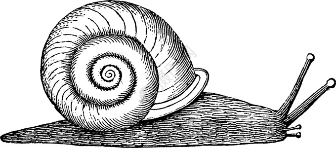 螺旋 古董插图蜗牛白色雕刻艺术绘画黑色背景图片
