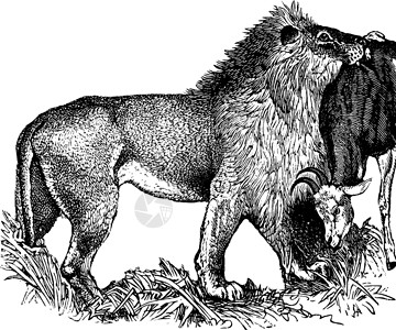 狮子 古老的插图背景图片