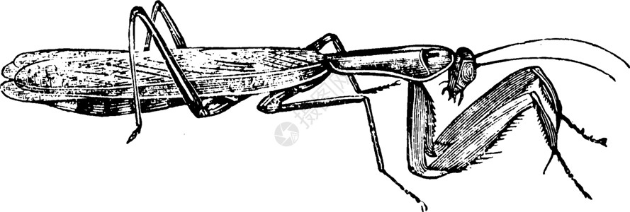 螳螂形象祈祷 古老的插图插画