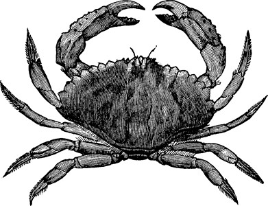 红色插图钳子黑色雕刻白色螃蟹艺术尺寸绘画背景图片