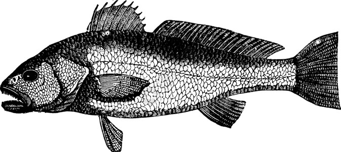 条纹红鲻鱼复古图背景图片