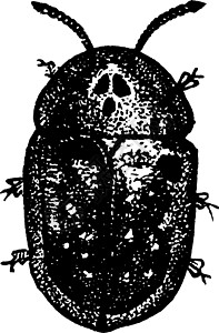 乌龟甲虫 陈年插图背景图片