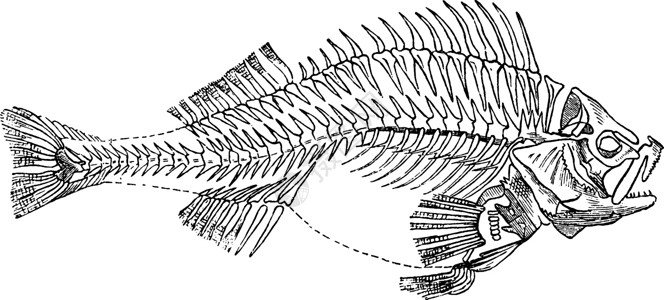 鱼骨架复古插画背景图片