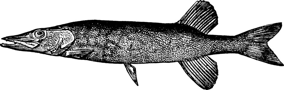 陈年插图公鸡梭鱼绘画雕刻黑色艺术白色背景图片