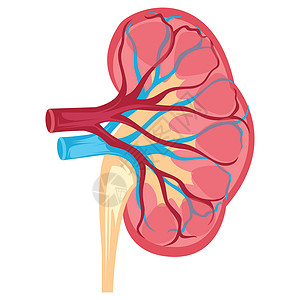 肝纤维化白色 bac 人体肾脏矢量图解的解剖设计设计图片