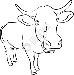 画牛特写牛草图 插图 白背景的矢量设计图片