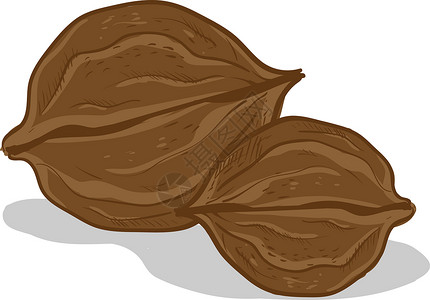 山核桃白色背景上的一对棕色食物种子植物营养核桃饮食坚果小吃绘画设计图片