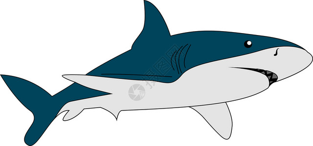 白鳍礁鲨鱼危险鲨鱼 插图 白背景的矢量插画