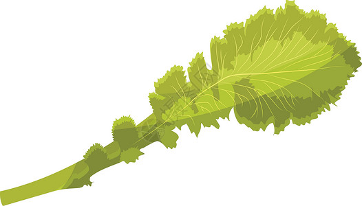 浅绿色生菜生菜叶叶矢量插图背景图片