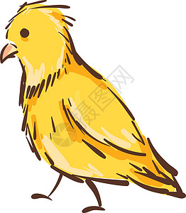 矢量图的白色背景上的黄色金丝雀鸟背景图片