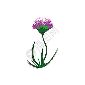 紫花矢量或颜色插图背景图片