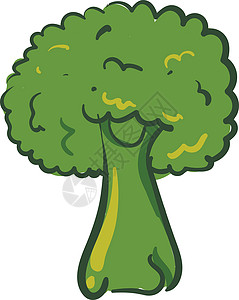 西兰花种植绿花椰菜 矢量或彩色插图插画
