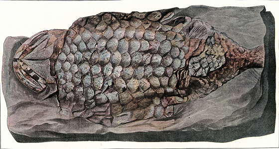 旧沙石或红德沃的鱼金甲盔甲背景图片