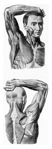 男人手臂的肌肉被举起 老生常谈肩膀蚀刻纤维古董脊柱韧带筋膜三角肌插图科学背景图片