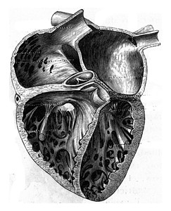 人的心脏 古代的雕刻背景图片