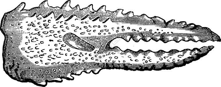 三叠纪时代的甲壳动物生小龙虾和爪子vintag黑色绘画生物插图生物学艺术品泥虫海洋甲壳纲白色蚀刻高清图片素材