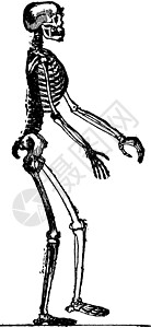 manvintage 雕刻的骨架颅骨生物学绘画艺术品脊椎动物历史性白色骨科手指男人背景图片
