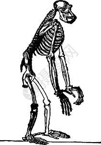 雕刻的骨架插图历史性生物学艺术品脊椎动物古董行为学科学白色绘画背景图片