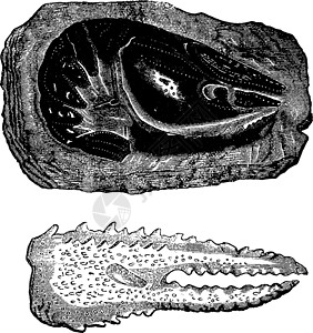 三叠纪时代的甲壳动物生小龙虾和爪子vintag历史性艺术品蚀刻艺术泥虫生物学淡水绘画古董生物雕刻高清图片素材